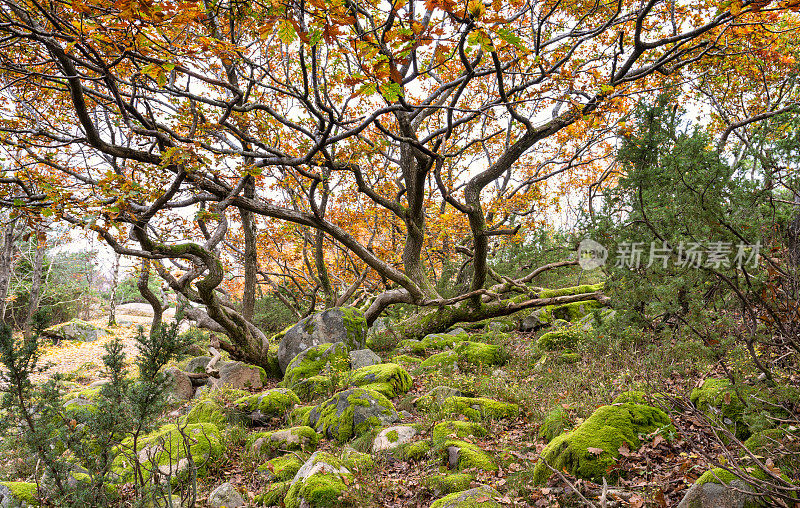 佩特拉- Quercus